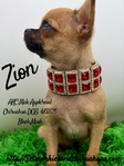 AKC Mini Male Applehead Chihuahua