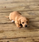 Dachshund puppies