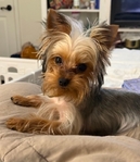 Female Yorkie /19 months old