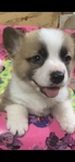 Pembroke corgi pups AKC