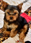 AKC Yorkie Puppies