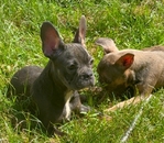 French Bulldog Puppies