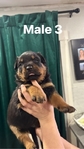 Male Rottweiler