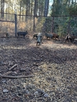 Got a wild hog problem? Call Texas Feral Hog Trappers