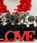 AKC Valentine Applehead Chihuahuas