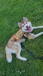 Siberian Husky is available