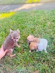 Chihuahua puppies in Houston Clear Lake