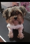 AKC Parti Yorkie & AKC Maltese