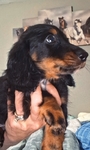 Ckc long-haired miniature dachshunds