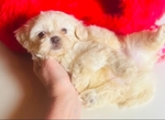 Shihpoo puppies Shihtzu & Poodle mix - 50/50 split. 1st Gen.