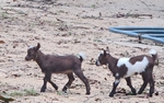 Nigerian Baby Goats for sale