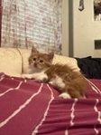 Mainecoon female Kitten Ready to go