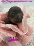 AKC Chocolate & Tan Female Yorkies