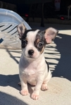 Gorgeous AKC Female White with Black Applehead Chihuahua