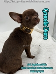 AKC Applehead Male Chocolate Chihuahua