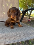 Miniature dachshunds