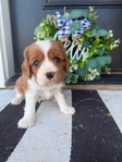 AKC Cavalier King Charles Spaniel Puppies