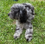 Cockapoo puppy