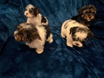 Ckc Yorkies