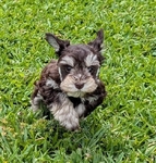 AKC registered miniature schnauzer
