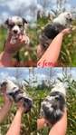 Mini Australian shepherd’s