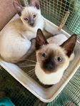 Siamese Kittens