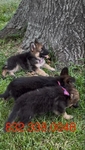 German Shepherd Pups