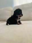 Traditional Morkies