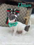 Male Registered Chihuahuas