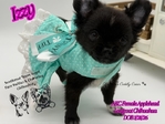 AKC Gorgeous Longcoat Chihuahuas