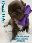 Absolutely Gorgeous Male Micro Applehead Chihuahuas