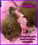 AKC Chocolate Applehead Longcoat Chihuahuas