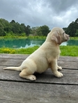 Yellow Female/Cream White Male Labrador Puppies