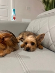 Yorkie