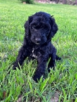 Mini Labradoodles