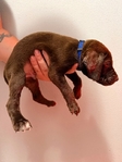 Lab/GSP mix! 7 weeks old vaccinated and wormed puppies!