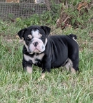 AKC Reg English bulldog
