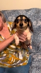 Beautiful Mini Dachshund Puppies