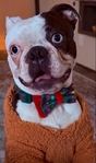 Boston Terrier’s For Sale