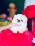 Pomeranian puppies Teddy Bear Poms