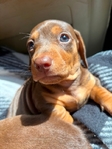 Mini dachshund 900