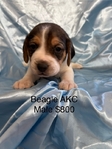 Beagle Puppies AKC