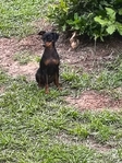 Tiny min pin