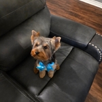 Yorkie for sale