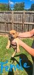 American Bully Boxer cross puppies for sale.