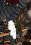 Variety of Birds