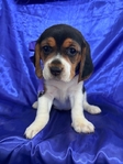 Beagle puppies AKC