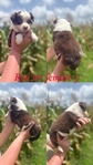 Mini Australian shepherd’s