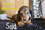 AKC Mini Long-Haired Dachshund Puppies - 5 Available FEB 9