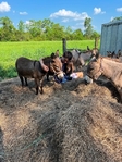 Mini Donkeys